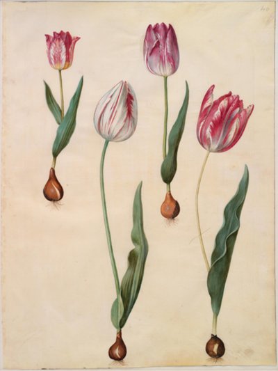 Tulipa gesneriana (tuin-tulp) door Hans Simon Holtzbecker