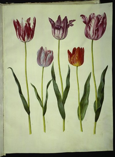 Tulipa gesneriana (tuin-tulp) door Hans Simon Holtzbecker