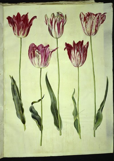 Tulipa gesneriana (tuin-tulp) door Hans Simon Holtzbecker