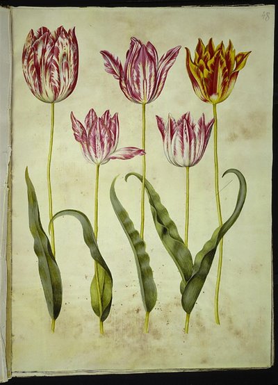 Tulipa gesneriana (tuin-tulp) door Hans Simon Holtzbecker