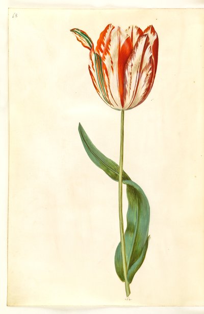 Tulipa gesneriana (tuin-tulp) door Hans Simon Holtzbecker