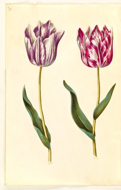 Tulipa gesneriana (tuin-tulp) door Hans Simon Holtzbecker