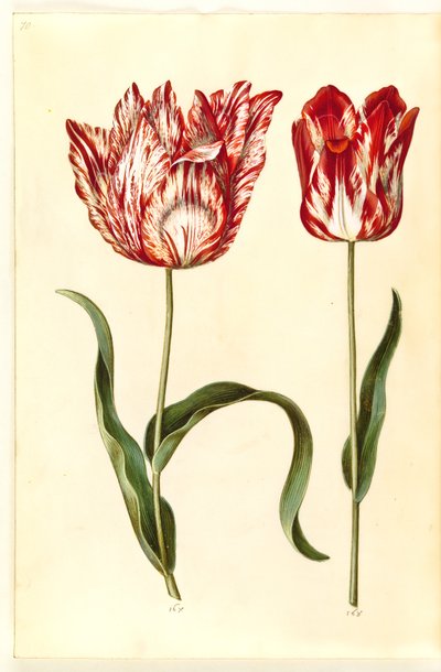 Tulipa gesneriana (tuin-tulp) door Hans Simon Holtzbecker