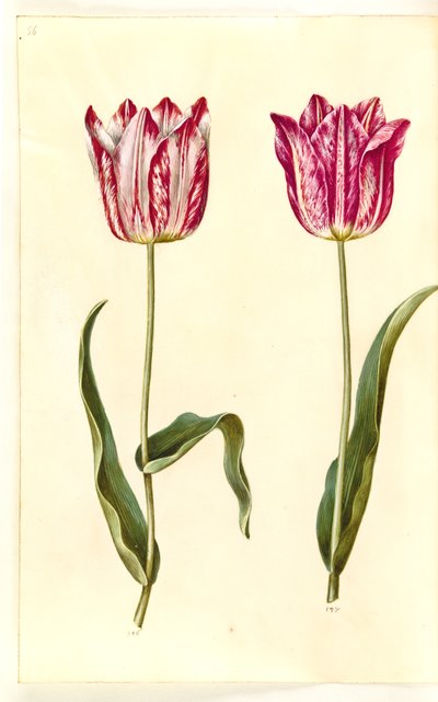 Tulipa gesneriana (tuin-tulp) door Hans Simon Holtzbecker