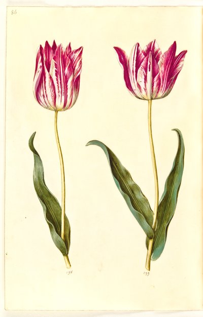 Tulipa gesneriana (tuin-tulp) door Hans Simon Holtzbecker