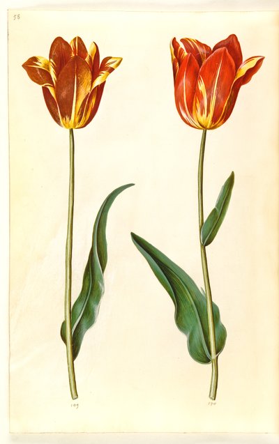 Tulipa gesneriana (tuin-tulp) door Hans Simon Holtzbecker