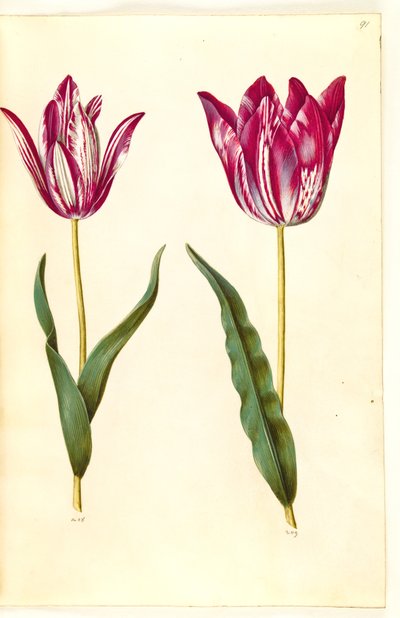 Tulipa gesneriana (tuin-tulp) door Hans Simon Holtzbecker