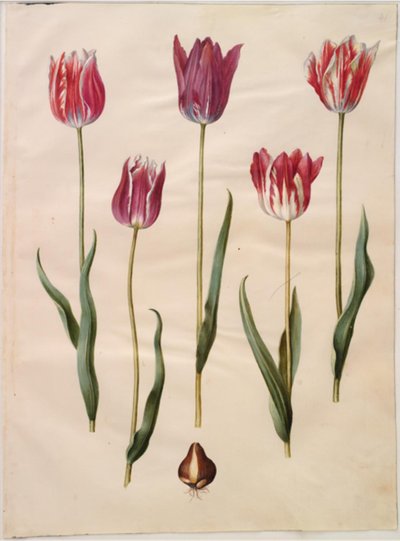 Tulipa gesneriana (tuin-tulp) door Hans Simon Holtzbecker