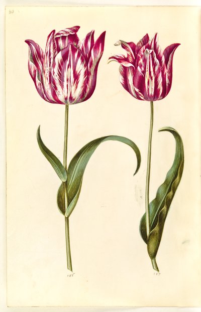 Tulipa gesneriana (tuin-tulp) door Hans Simon Holtzbecker