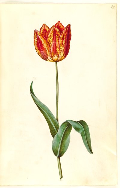 Tulipa gesneriana (tuin-tulp) door Hans Simon Holtzbecker