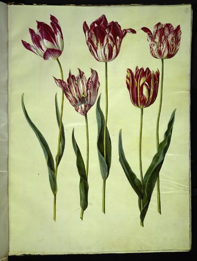 Tulipa gesneriana (tuin-tulp) door Hans Simon Holtzbecker