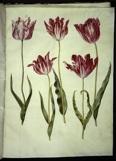 Tulipa gesneriana (tuin-tulp) door Hans Simon Holtzbecker