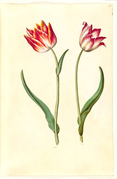 Tulipa gesneriana (tuin-tulp) door Hans Simon Holtzbecker