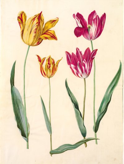 Tulipa gesneriana (tuin-tulp) door Hans Simon Holtzbecker