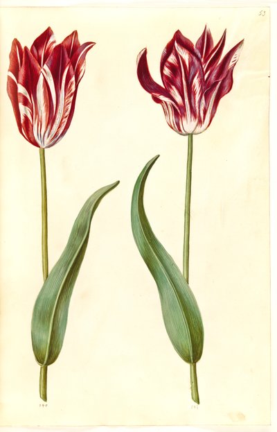 Tulipa gesneriana (tuin-tulp) door Hans Simon Holtzbecker