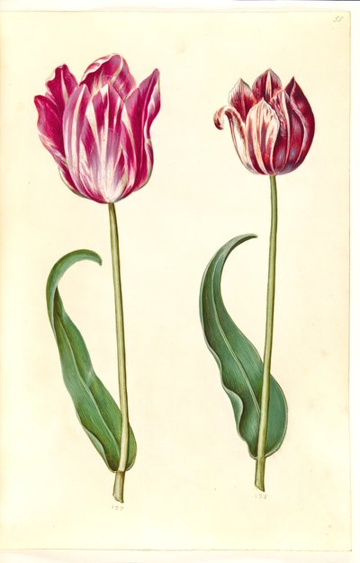 Tulipa gesneriana (tuin-tulp) door Hans Simon Holtzbecker