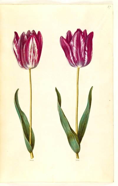 Tulipa gesneriana (tuin-tulp) door Hans Simon Holtzbecker