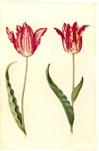 Tulipa gesneriana (tuin-tulp) door Hans Simon Holtzbecker