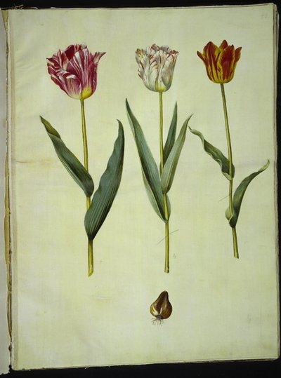 Tulipa gesneriana (tuin-tulp) door Hans Simon Holtzbecker