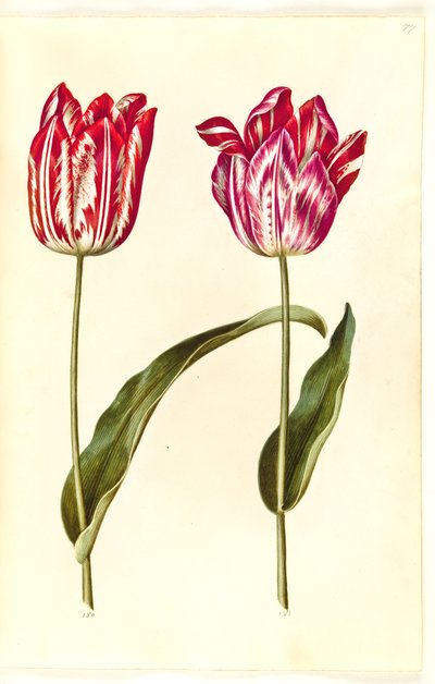 Tulipa gesneriana (tuin-tulp) door Hans Simon Holtzbecker