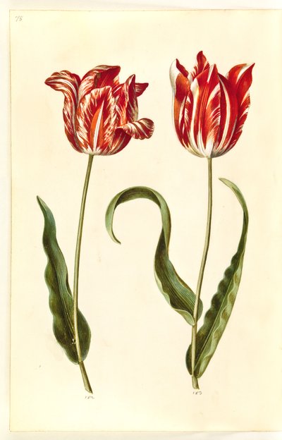 Tulipa gesneriana (tuin-tulp) door Hans Simon Holtzbecker