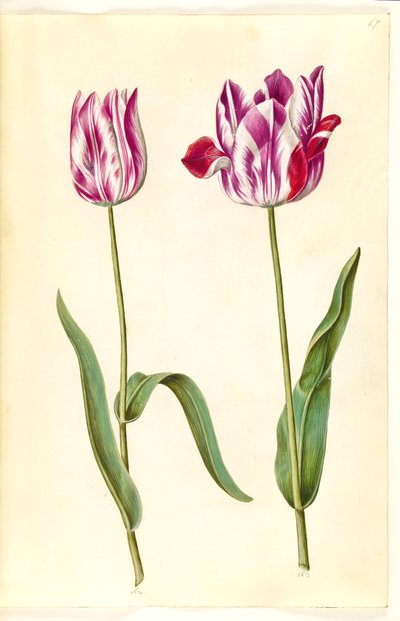 Tulipa gesneriana (tuin-tulp) door Hans Simon Holtzbecker