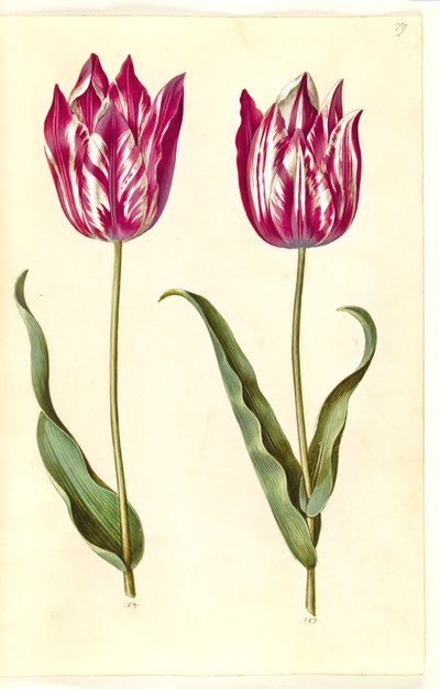 Tulipa gesneriana (tuin-tulp) door Hans Simon Holtzbecker