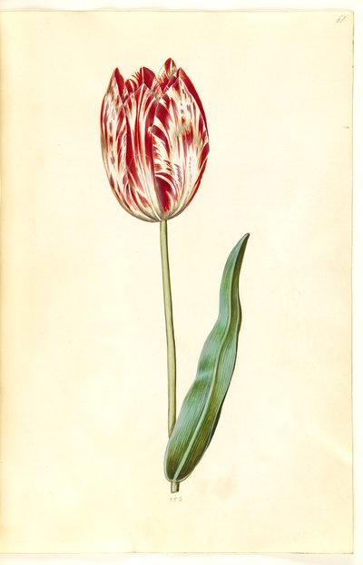 Tulipa gesneriana (tuin-tulp) door Hans Simon Holtzbecker