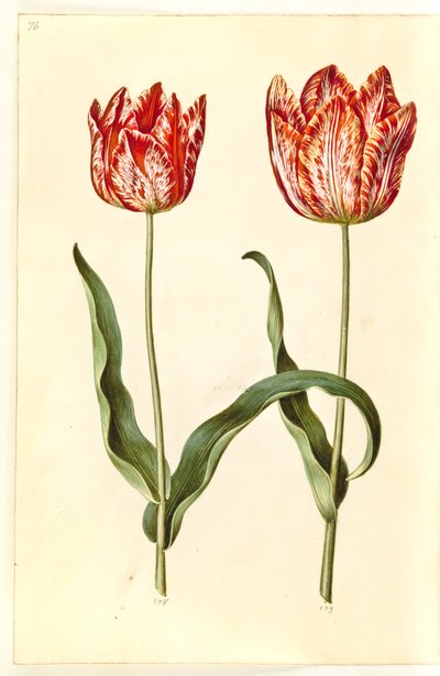 Tulipa gesneriana (tuin-tulp) door Hans Simon Holtzbecker