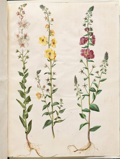 Verbascum blattaria (tak-verbascum); Verbascum phoeniceum (paarse verbascum) door Hans Simon Holtzbecker