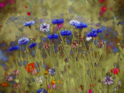 Korenbloem blauw door Helen White