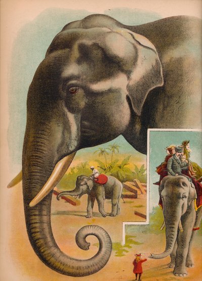 De olifant door Helena J. Maguire