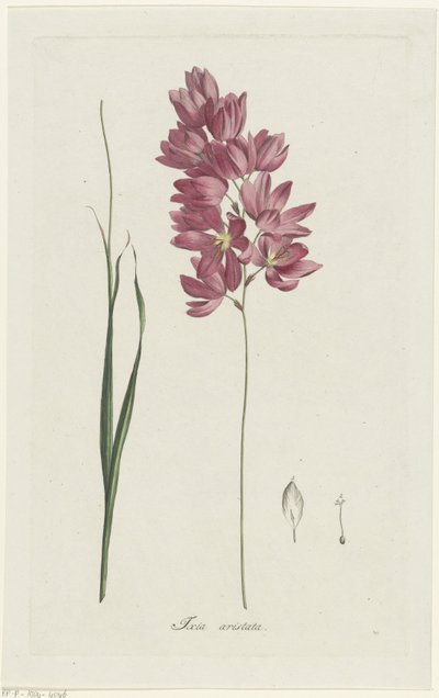 Ixia patens Aiton door Hendrik Schwegman