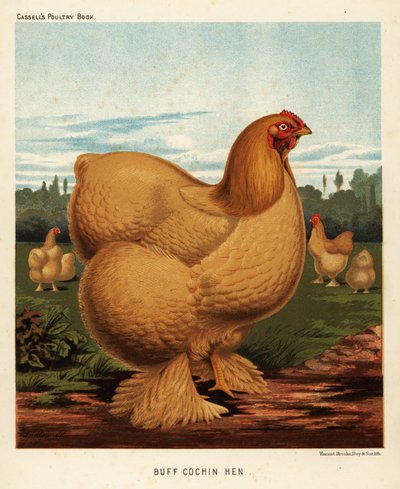 Buff cochin hen door J. W. (after) Ludlow