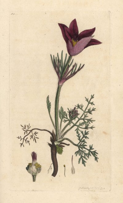 Wildemanskruid, Anemone pulsatilla (pulsatille) door James Sowerby