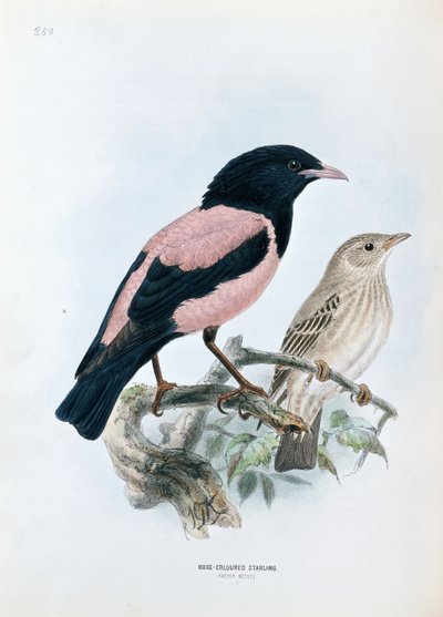 Roze spreeuw door Johan Gerard Keulemans