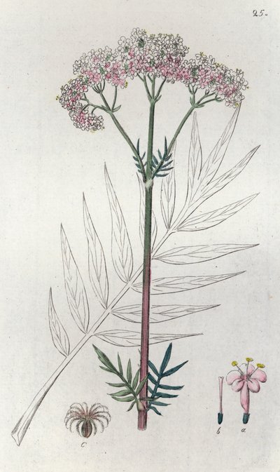 Valeriaan Valeriana officinalis door Johan Wilhelm Palmstruch