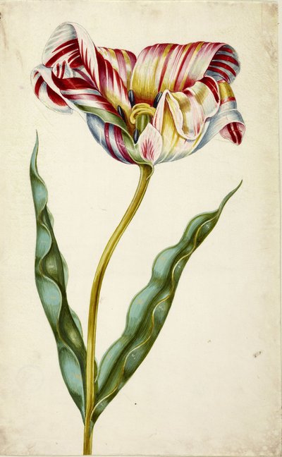 Tulp door Johann Bartholomäus Braun