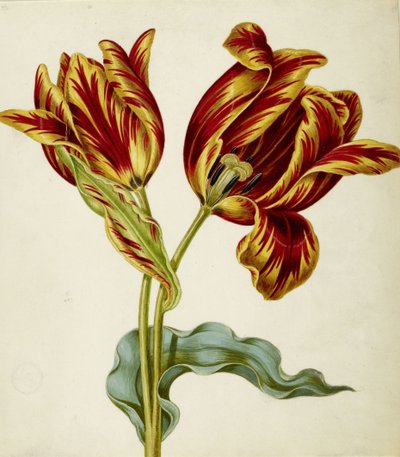 Tulp, ca. 1660 door Johann Bartholomäus Braun