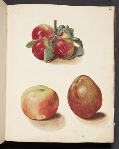 Studie van appels door Johanna Fosie