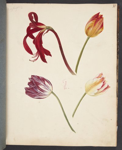 Studie van tulpen door Johanna Fosie