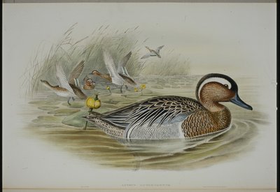 Zomertaling door John (after) Gould