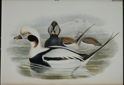 Langstaart eend (Harelda Glacialis) door John (after) Gould