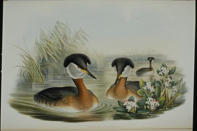 Roodhalsfuut (Podiceps Rubricollis) door John (after) Gould