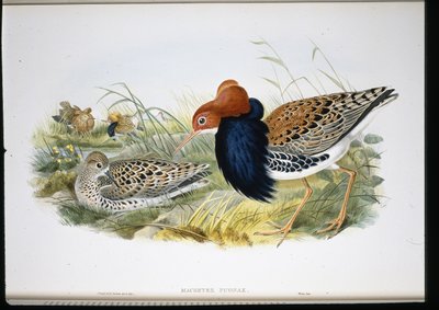 Kemphaan (Machetes Pugnax) door John (after) Gould