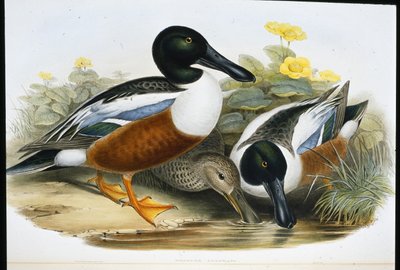 Slobeenden (Spatula Clypeata) door John (after) Gould