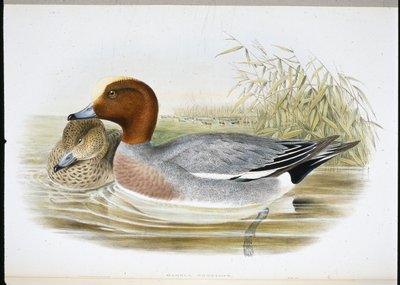 Smient (Mareca Penelope) door John (after) Gould