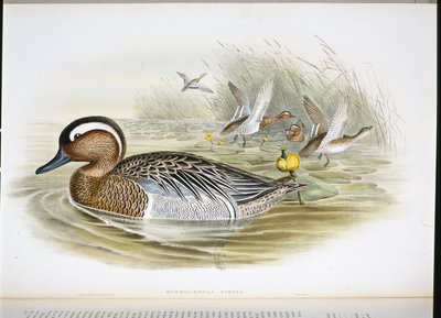 Querquedula circia door John (after) Gould