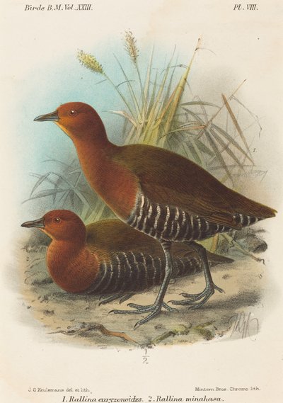 Vogels van de Filipijnen door John Gerrard Keulemans