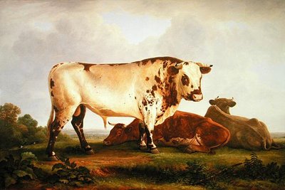 Stier door John Glover